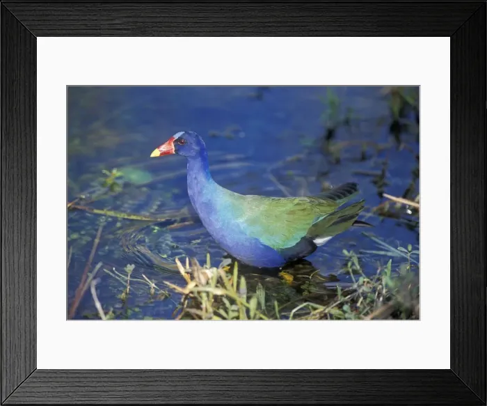 Framed Print : Purple Gallinule USA