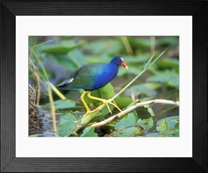 Framed Print : Purple Gallinule USA Framed Print : Purple Gallinule USA