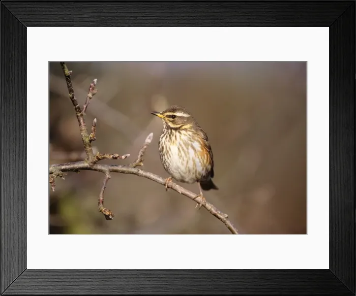 Framed Print : Redwing. JD-17275. REDWING. Turdus iliacus Framed Print : Redwing. JD-17275. REDWING. Turdus iliacus