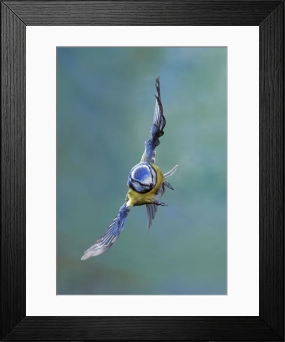 Framed Print : Blue Tit - in flight Framed Print : Blue Tit - in flight