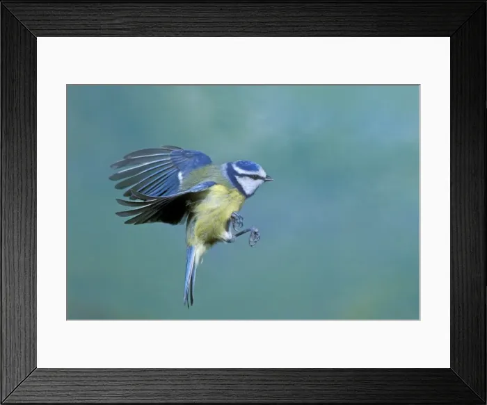 Framed Print : Blue Tit - in flight Framed Print : Blue Tit - in flight
