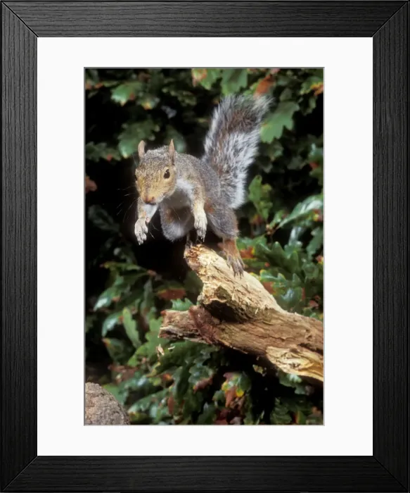 Framed Print : Grey Squirrel - jumping Framed Print : Grey Squirrel - jumping