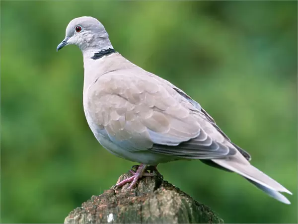 Collared Dove - On perch