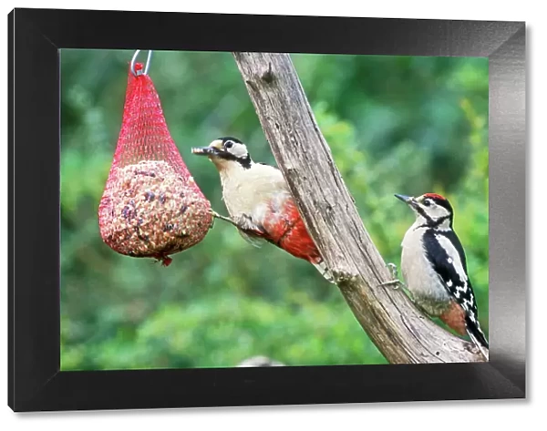 Great Spotted Woodpecker Female & young