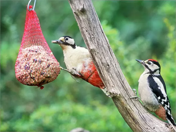 Great Spotted Woodpecker Female & young
