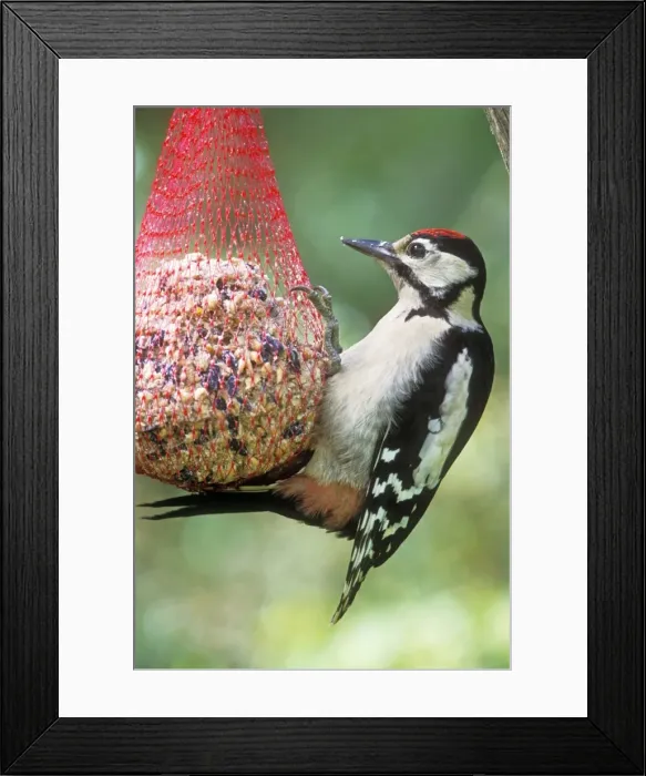 Framed Print : Great Spotted Woodpecker Male Framed Print : Great Spotted Woodpecker Male