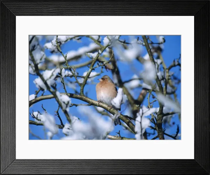 Framed Print : Chaffinch - on snowy branch Framed Print : Chaffinch - on snowy branch