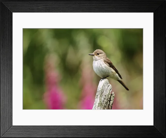 Framed Print : Spotted Flycatcher Framed Print : Spotted Flycatcher