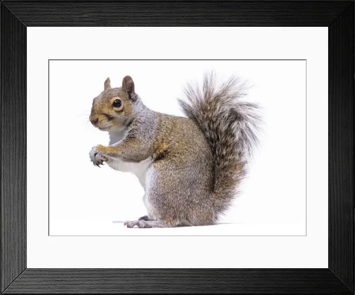 Framed Print : Grey Squirrel Framed Print : Grey Squirrel