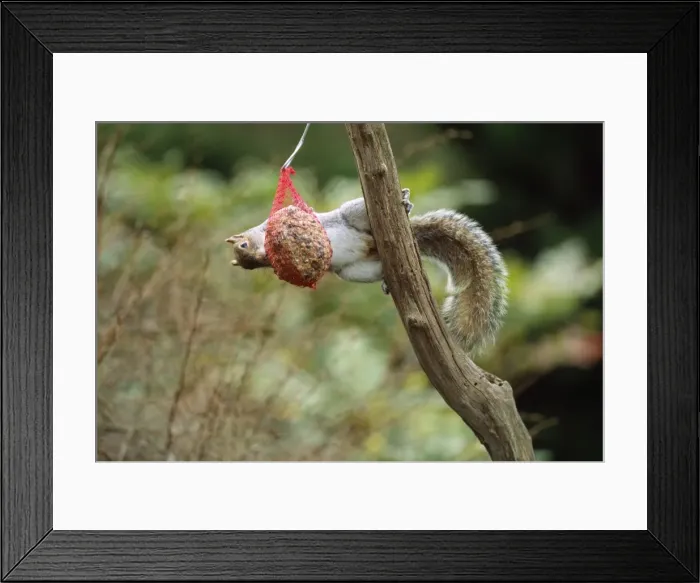 Framed Print : Grey Squirrel - on fatball Framed Print : Grey Squirrel - on fatball