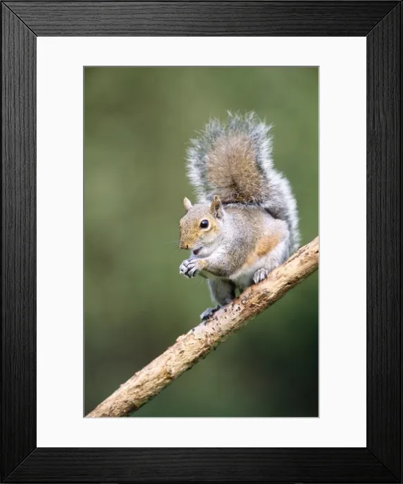 Framed Print : Grey Squirrel Framed Print : Grey Squirrel