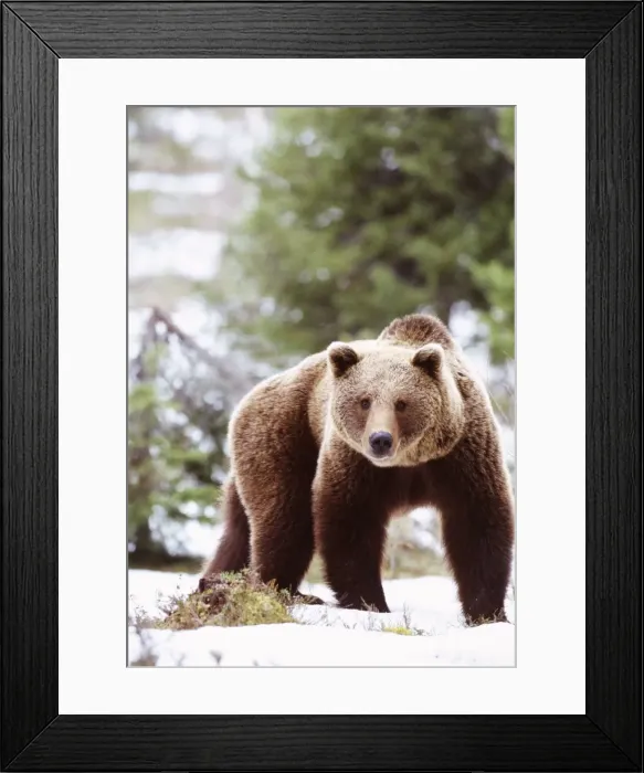 Framed Print : Brown Bear Framed Print : Brown Bear