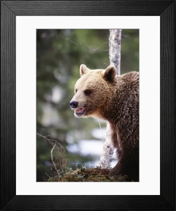 Framed Print : Brown Bear Finland