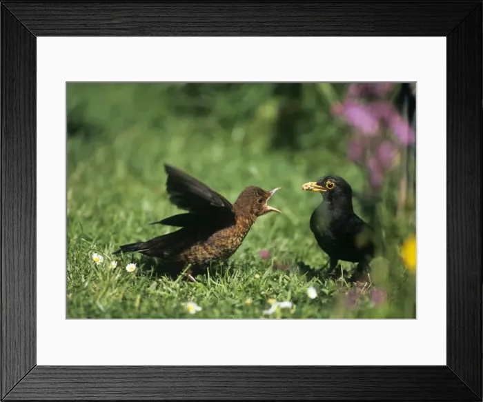 Framed Print : Blackbird - feeding young fledgling Framed Print : Blackbird - feeding young fledgling