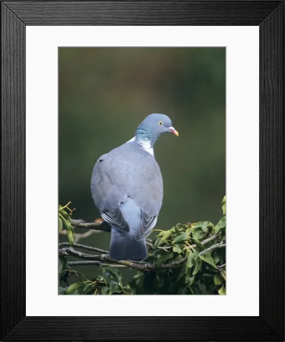 Framed Print : Woodpigeon - in tree Framed Print : Woodpigeon - in tree
