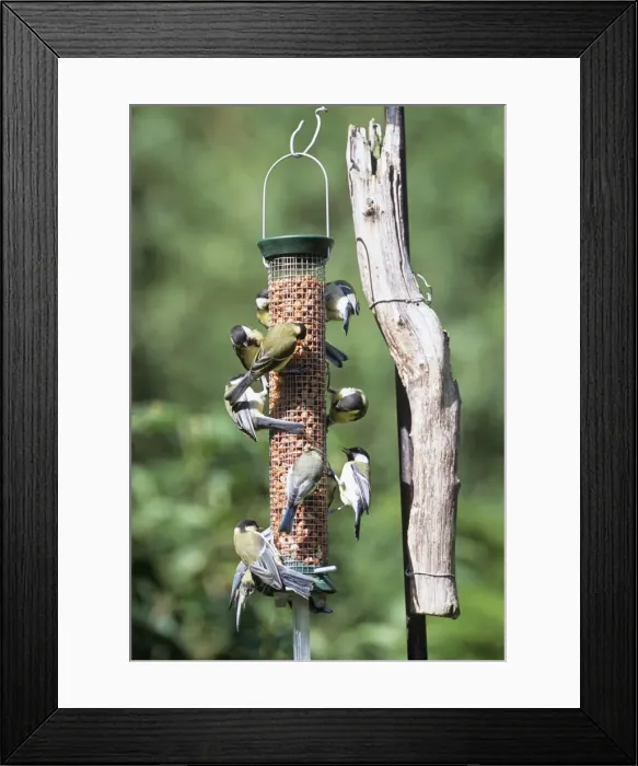 Framed Print : Great & Blue Tits - on bird feeder Framed Print : Great & Blue Tits - on bird feeder
