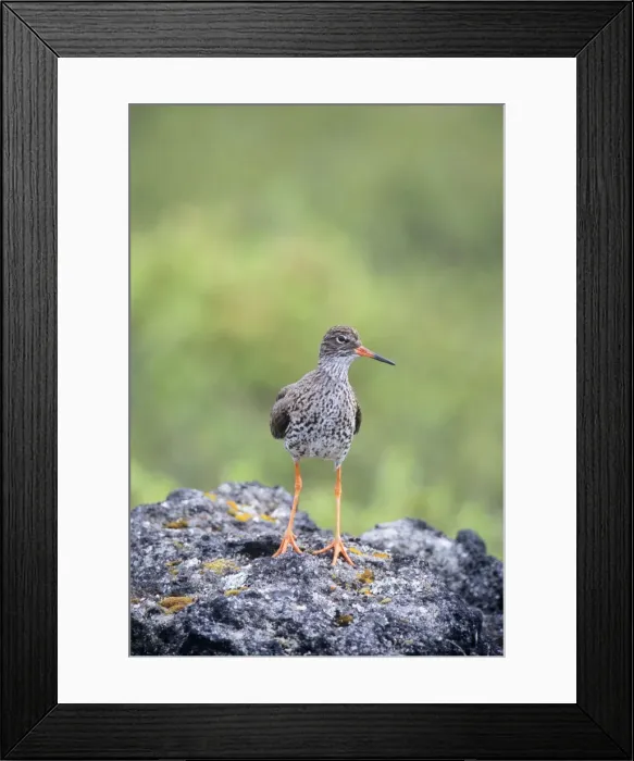 Framed Print : Redshank - on rock Framed Print : Redshank - on rock