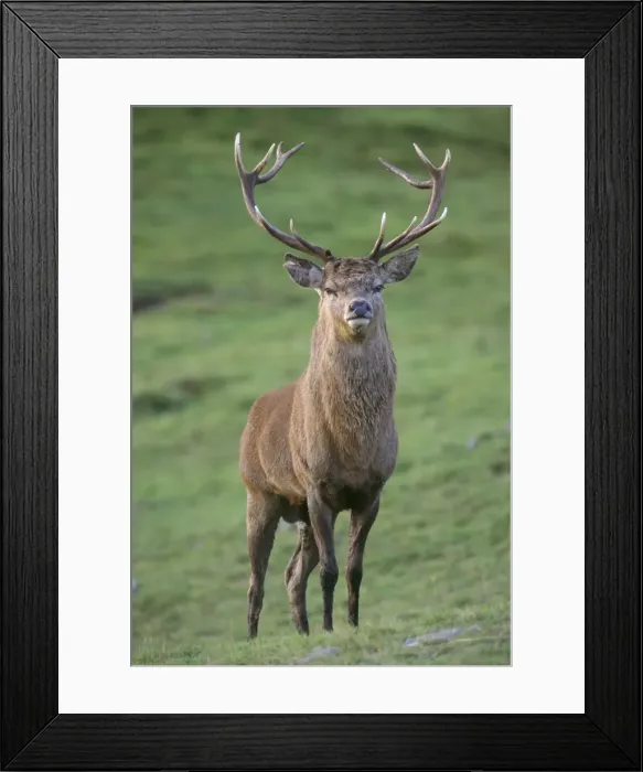 Framed Print : Red Deer. JD-18016. Red DEER. Cervus elaphus Framed Print : Red Deer. JD-18016. Red DEER. Cervus elaphus