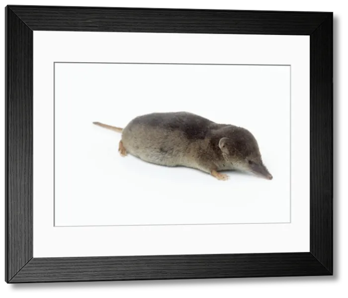 Framed Print : Common Shrew