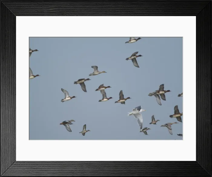 Framed Print : Wigeon - in flight, Cley Marshes, Norfolk, UK Framed Print : Wigeon - in flight, Cley Marshes, Norfolk, UK