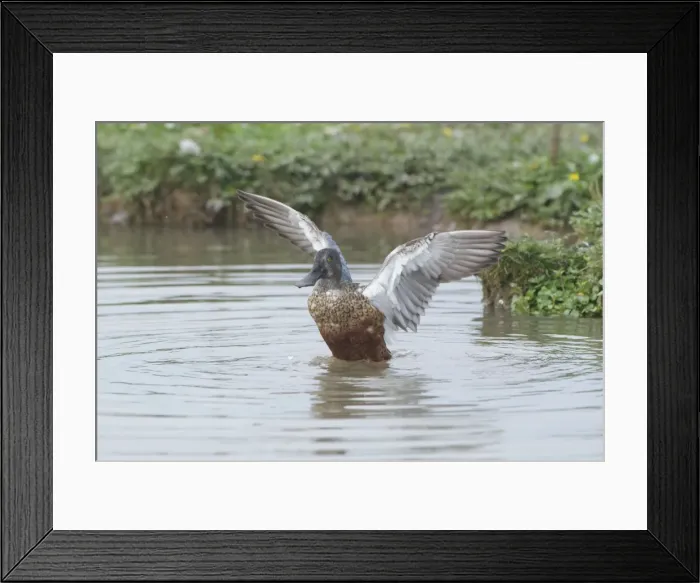 Framed Print : Male Shoveler - in eclipse - flapping wings, Cley Marshes - Norfolk UK Framed Print : Male Shoveler - in eclipse - flapping wings, Cley Marshes - Norfolk UK