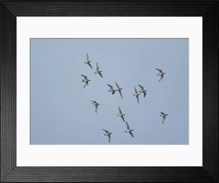 Framed Print : Wigeon - in flight, Cley Marshes - Norfolk UK Framed Print : Wigeon - in flight, Cley Marshes - Norfolk UK