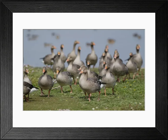 Framed Print : Greylag Geese - Cley Marshes - Norfolk - UK Framed Print : Greylag Geese - Cley Marshes - Norfolk - UK