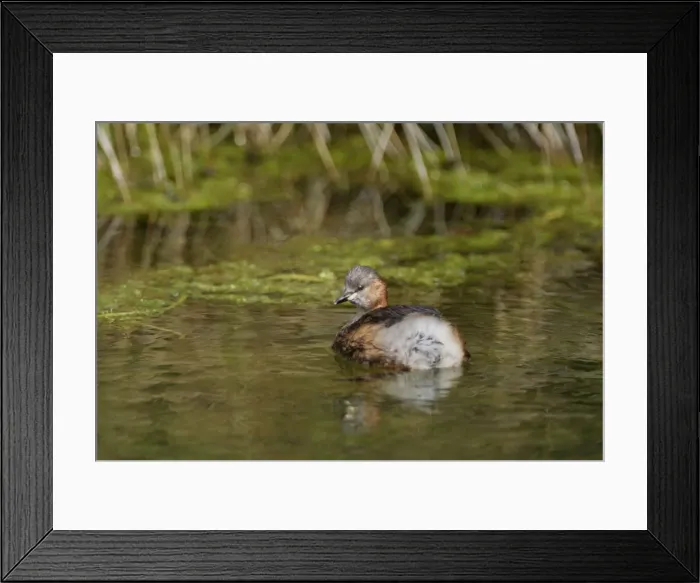 Framed Print : Little Grebe / Dabchick - Cley Marshes - Norfolk - UK Framed Print : Little Grebe / Dabchick - Cley Marshes - Norfolk - UK