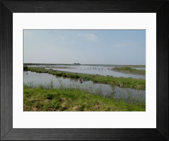 Framed Print : Wildfowl - Cley Marshes, Norfolk - UK Framed Print : Wildfowl - Cley Marshes, Norfolk - UK
