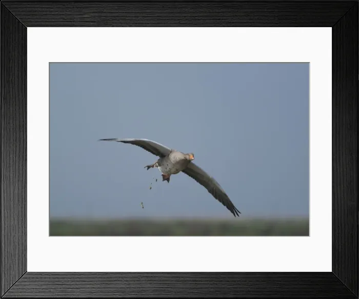 Framed Print : Greylag Goose - defecating in flight, Cley Marshes - Norfolk - UK Framed Print : Greylag Goose - defecating in flight, Cley Marshes - Norfolk - UK