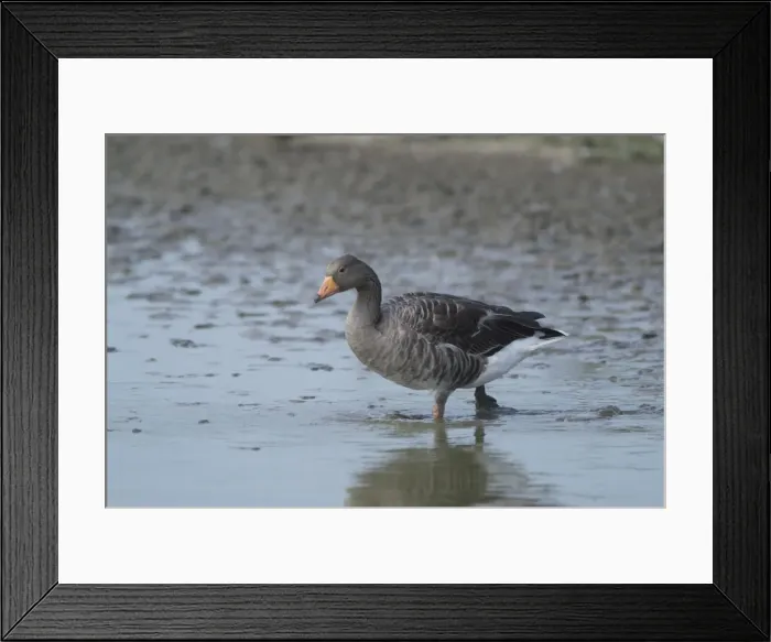 Framed Print : Greylag Goose - wading, Cley Marshes - Norfolk - UK Framed Print : Greylag Goose - wading, Cley Marshes - Norfolk - UK