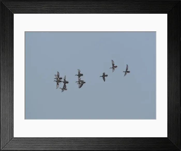 Framed Print : Gadwall - in flight, Cley Marshes - Norfolk, UK Framed Print : Gadwall - in flight, Cley Marshes - Norfolk, UK