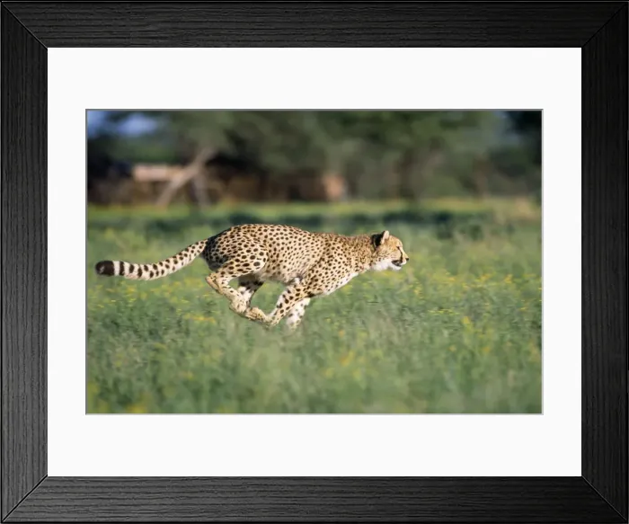 Framed Print : Cheetah - running Framed Print : Cheetah - running