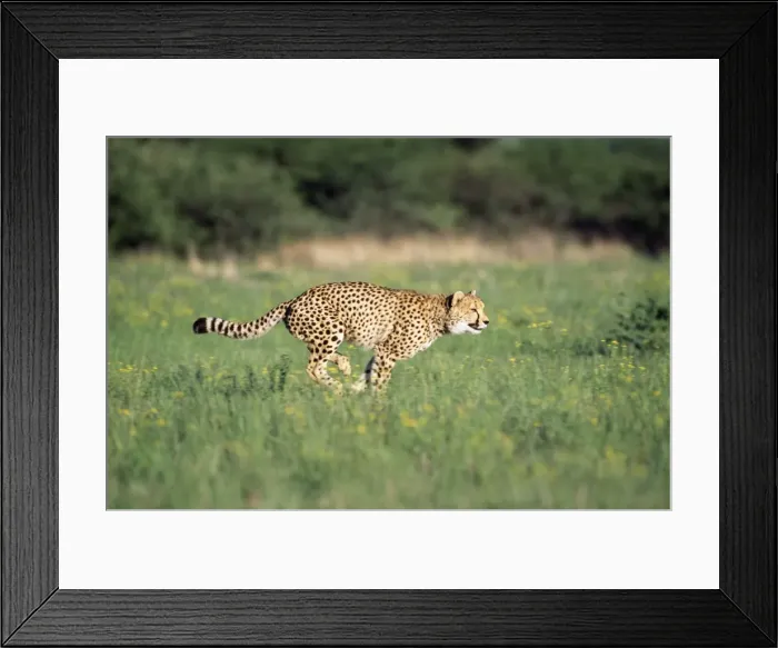 Framed Print : Cheetah - running
