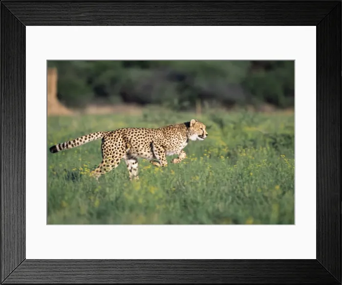 Framed Print : Cheetah - running Framed Print : Cheetah - running