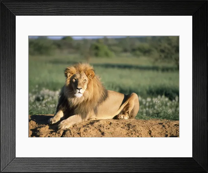 Framed Print : Lion Africa Framed Print : Lion Africa