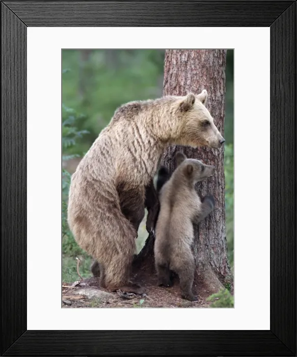 Framed Print : Brown Bear - With young at base of tree Framed Print : Brown Bear - With young at base of tree