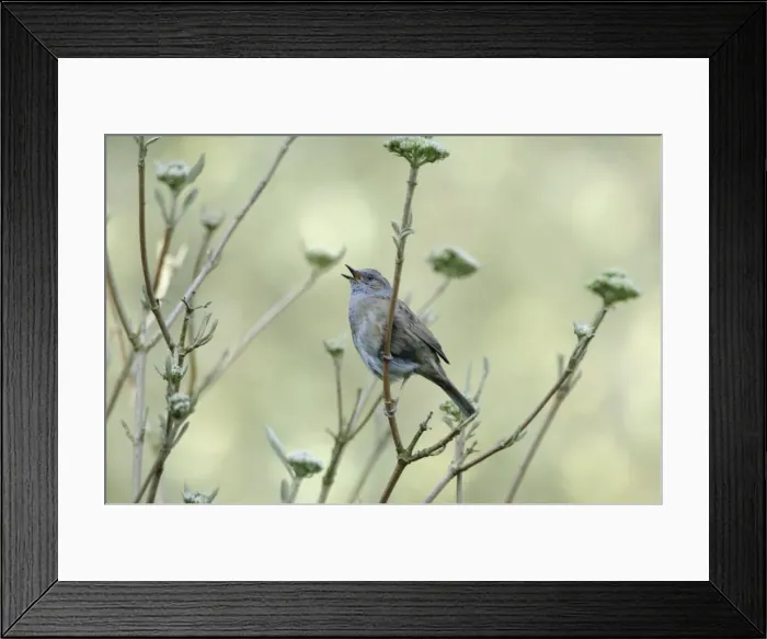 Framed Print : Dunnock singing from tree Framed Print : Dunnock singing from tree