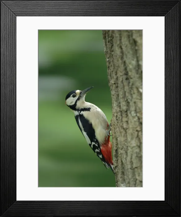Framed Print : Great Spotted Woodpecker (male) on tree Framed Print : Great Spotted Woodpecker (male) on tree