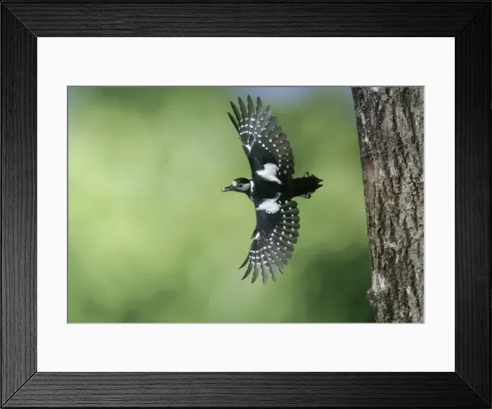Framed Print : Great Spotted Woodpecker (female) - in flight with food in beak Framed Print : Great Spotted Woodpecker (female) - in flight with food in beak