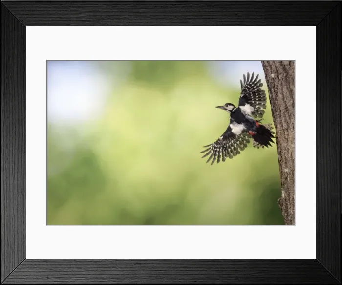 Framed Print : Great Spotted Woodpecker (male) - in flight