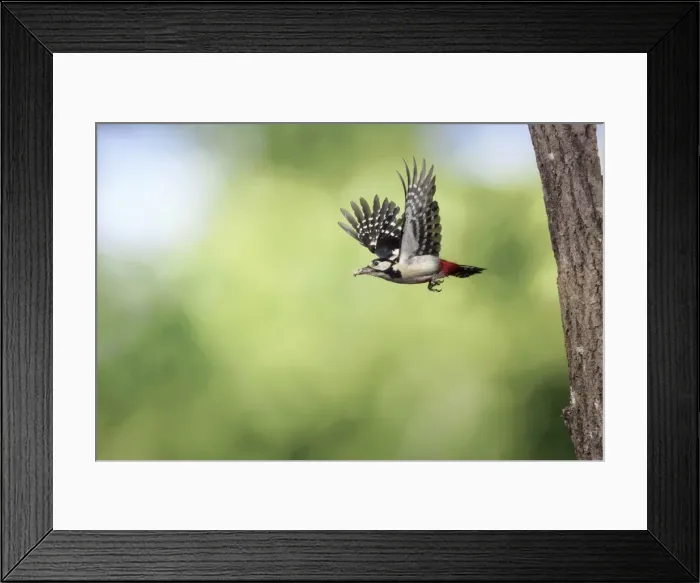 Framed Print : Great Spotted Woodpecker (male) - in flight with food in beak Framed Print : Great Spotted Woodpecker (male) - in flight with food in beak