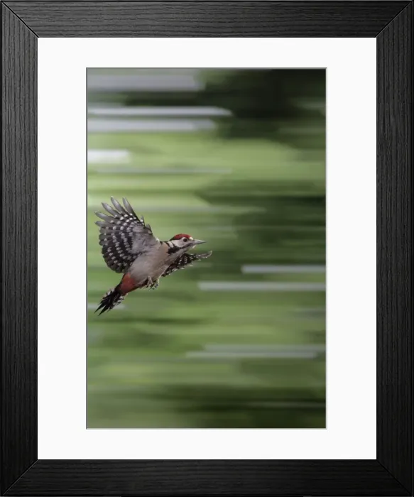 Framed Print : Great Spotted Woodpecker (juvenile) - in flight Framed Print : Great Spotted Woodpecker (juvenile) - in flight