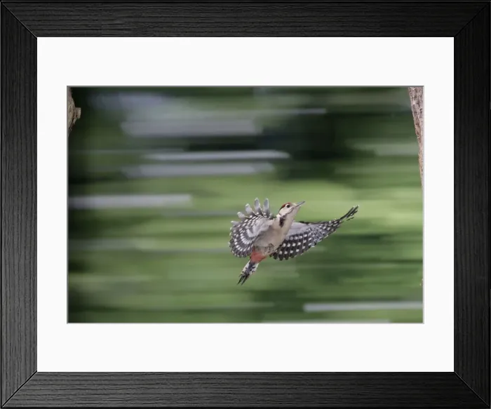 Framed Print : Great Spotted Woodpecker (juvenile) - in flight Framed Print : Great Spotted Woodpecker (juvenile) - in flight