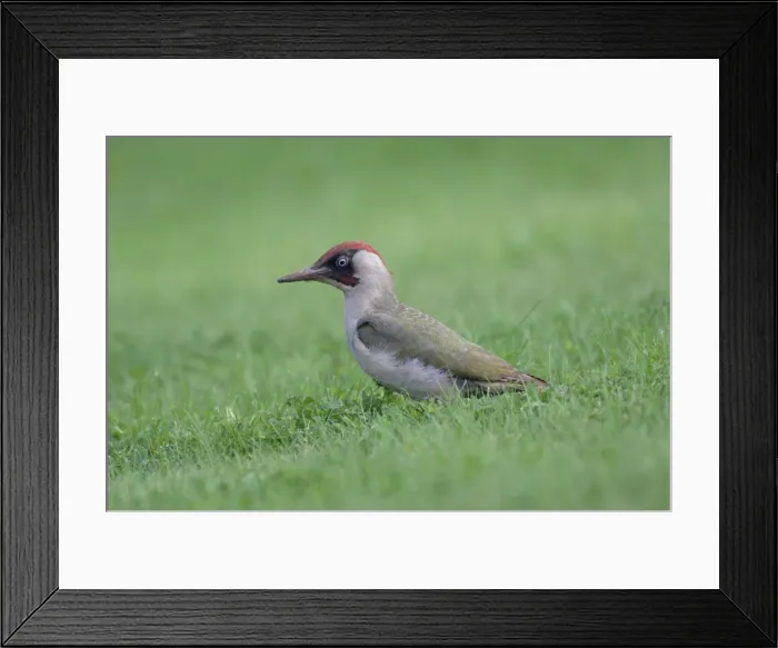 Framed Print : Green Woodpecker - On ground