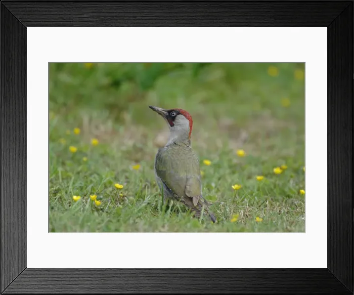 Framed Print : Green Woodpecker - On ground Framed Print : Green Woodpecker - On ground