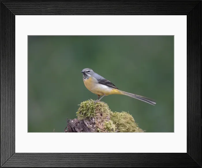 Framed Print : Grey Wagtail - Female standing on moss covered wood Framed Print : Grey Wagtail - Female standing on moss covered wood