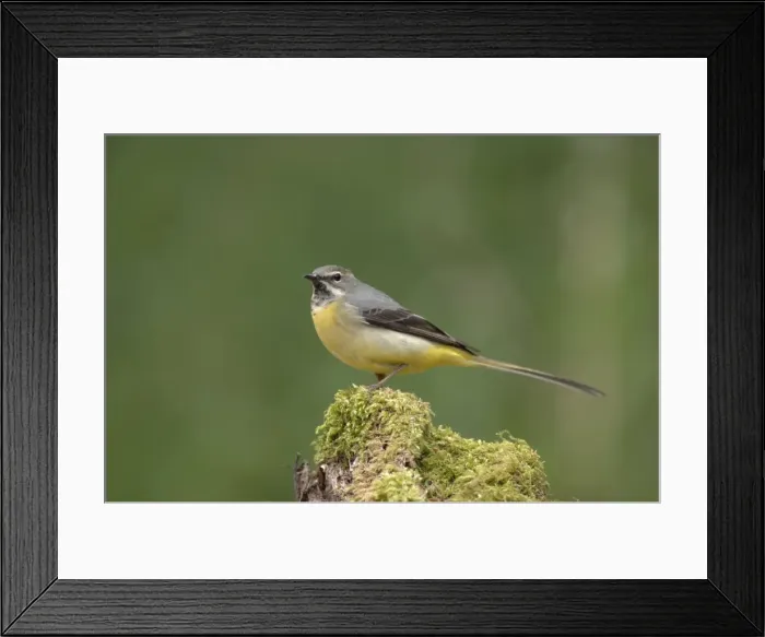 Framed Print : Grey Wagtail - Female standing on moss covered wood Framed Print : Grey Wagtail - Female standing on moss covered wood