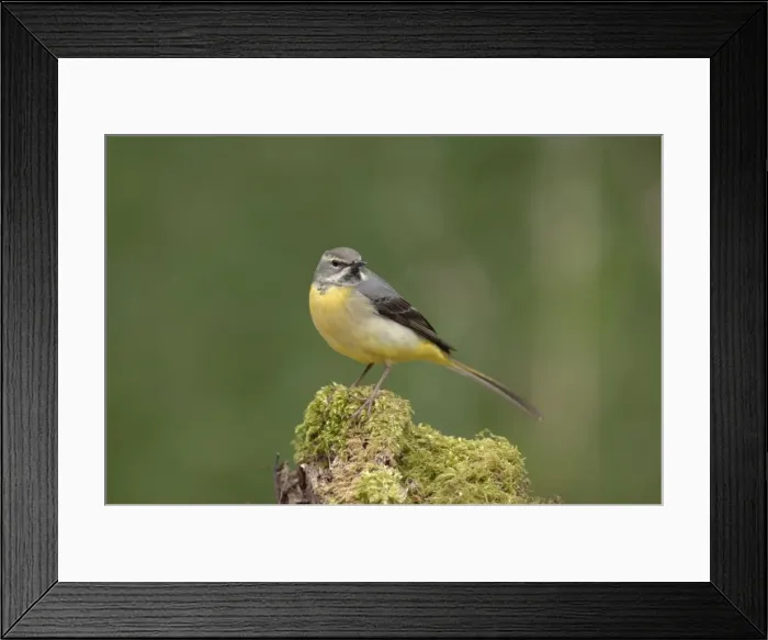 Framed Print : Grey Wagtail - Female standing on moss covered wood Framed Print : Grey Wagtail - Female standing on moss covered wood