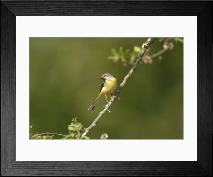 Framed Print : Grey Wagtail - Female perched on branch Framed Print : Grey Wagtail - Female perched on branch